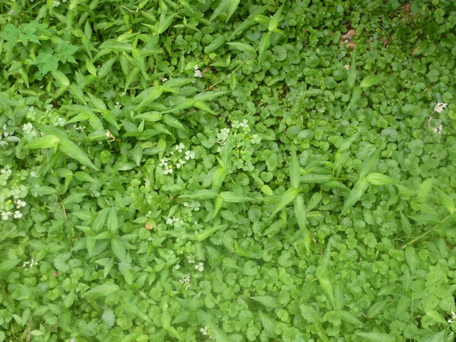 Сорняк Клевер на газоне