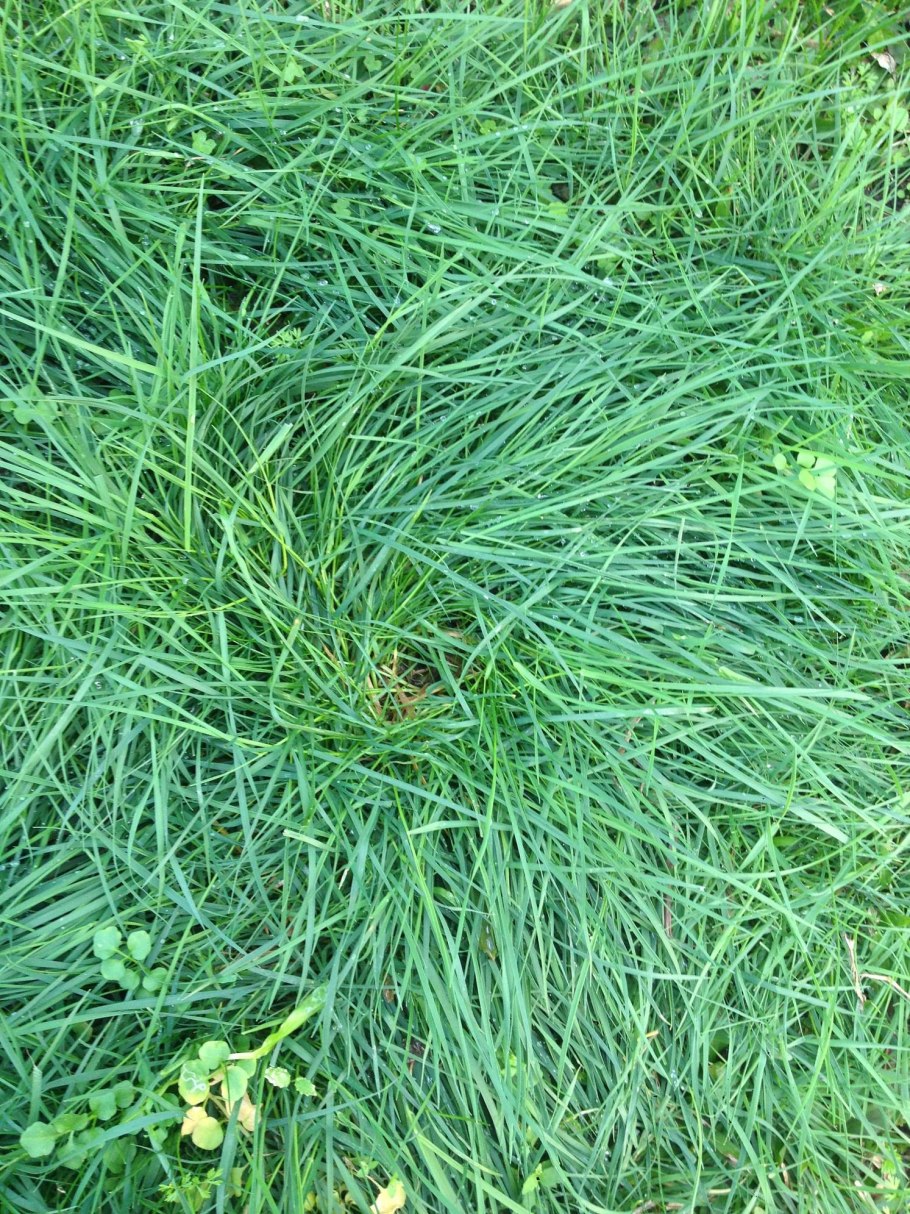 Мятлик газон пырей