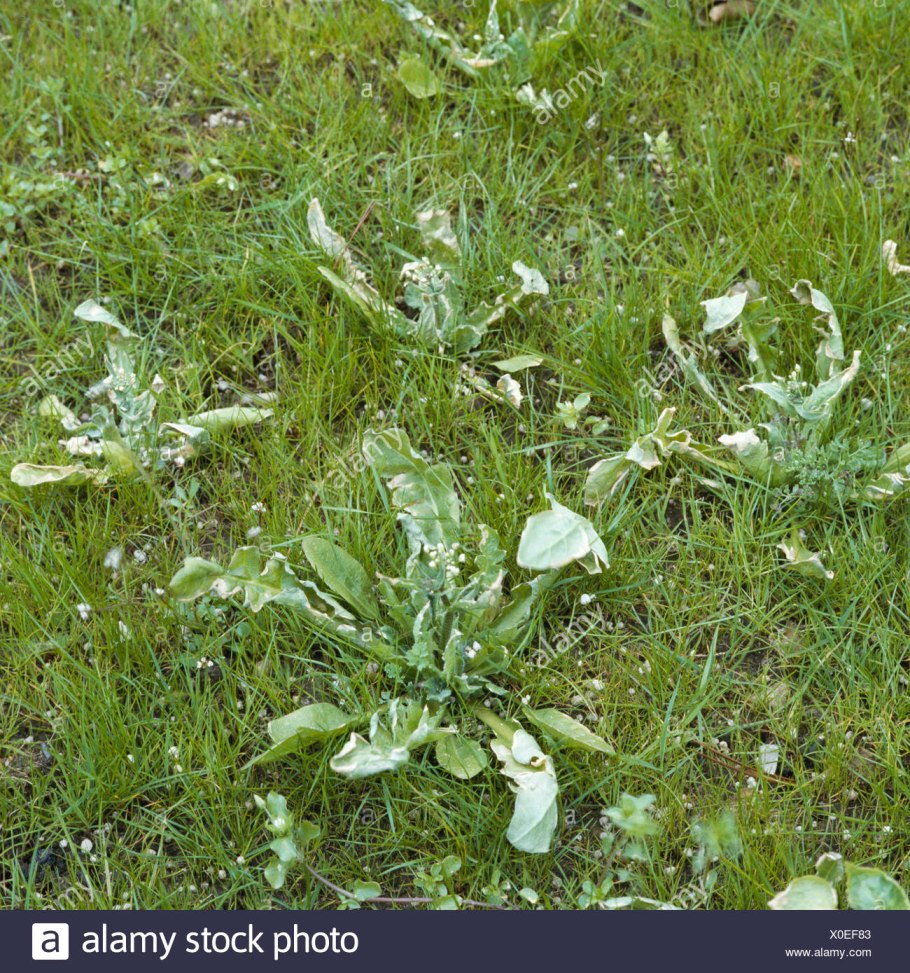 Сорная трава на газоне