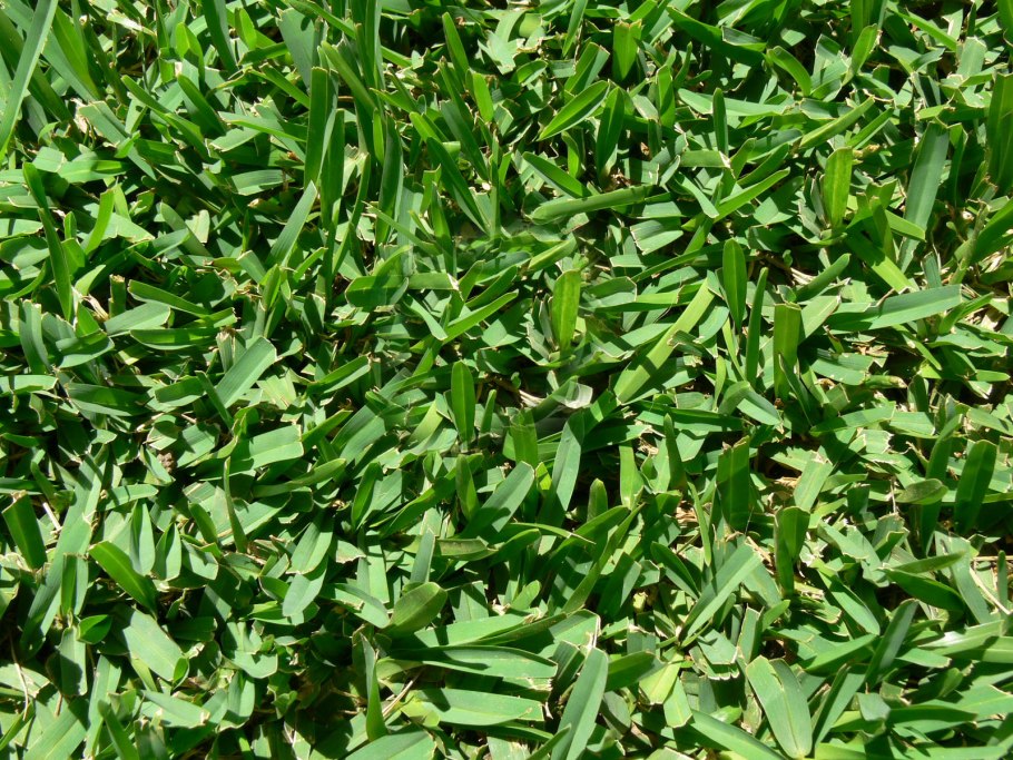 Сорняки на газоне