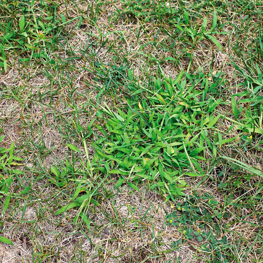 Сорные ползучие травы