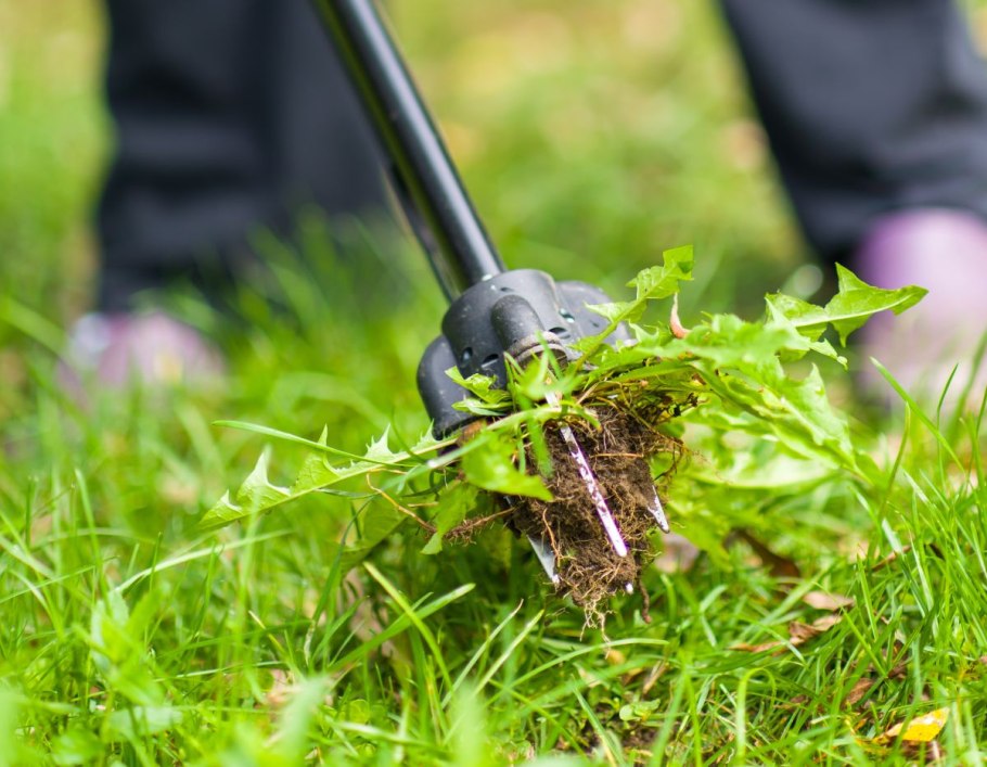 Сорняки на участке