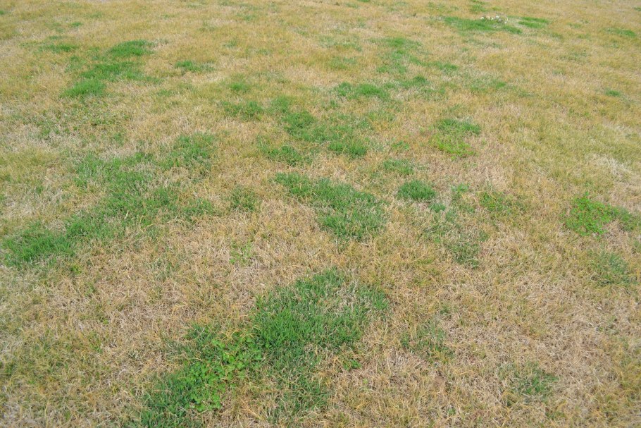 Семена трав для посева