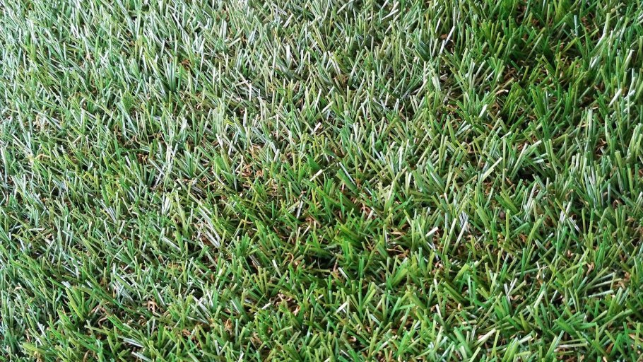 Мох на земле в огороде