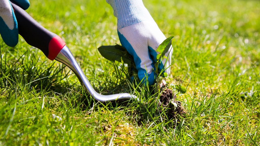 Борьба с сорняками