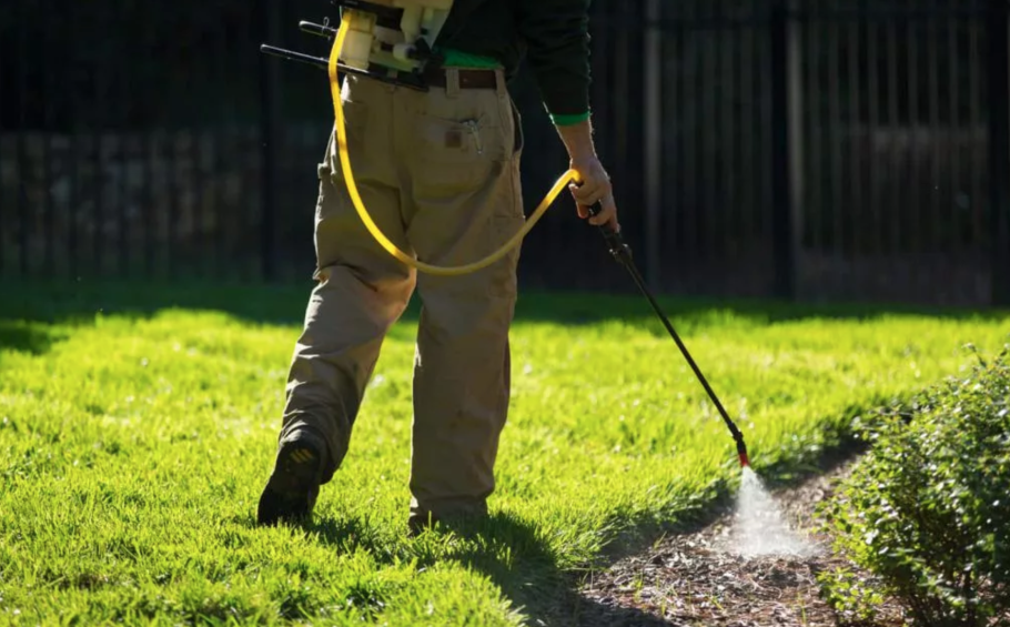 Бычий хвост сорняк