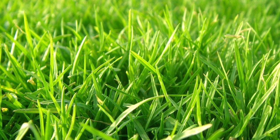 Птичка которая есть газонную траву