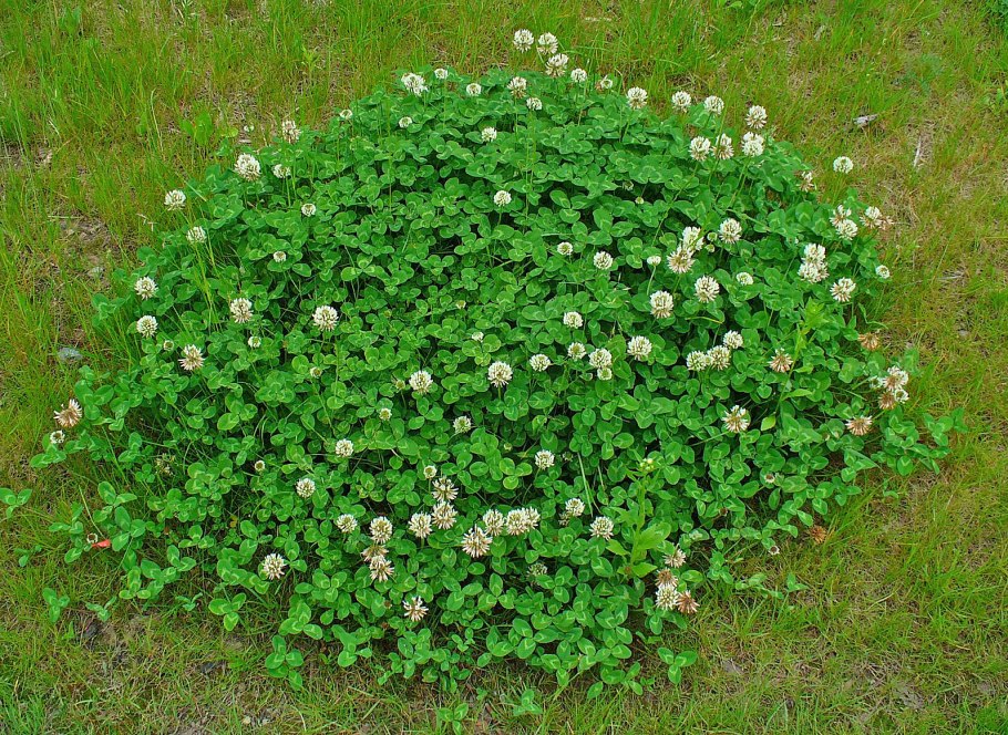 Клевер белый Trifolium repens