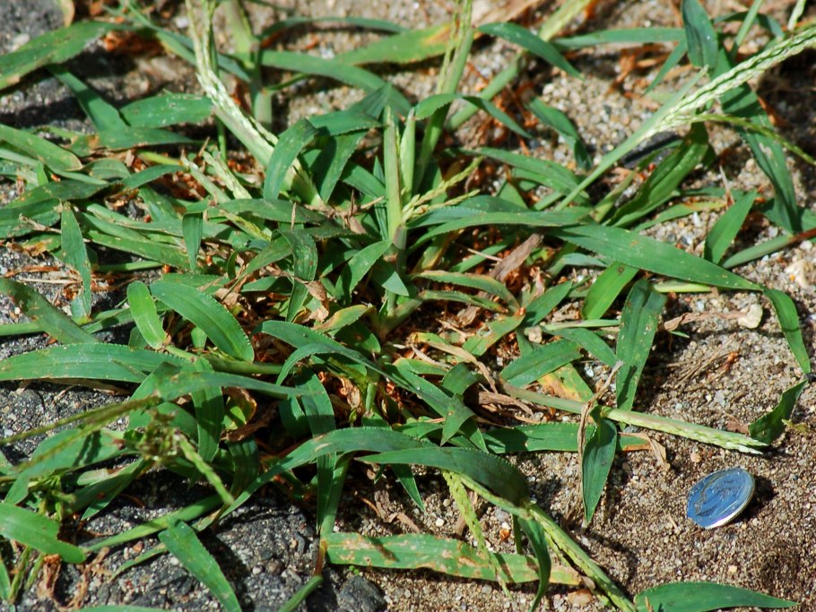 Росичка сорняк