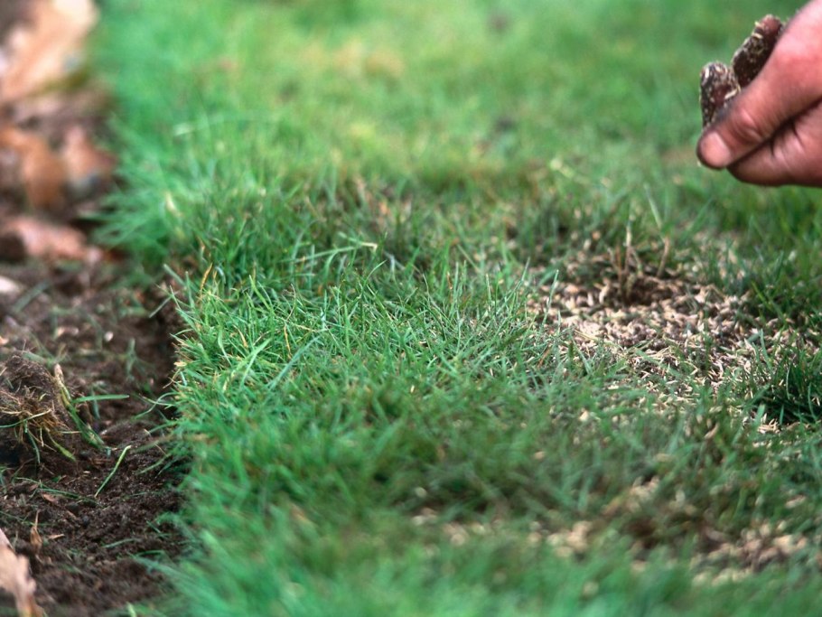 Подсеивание газона