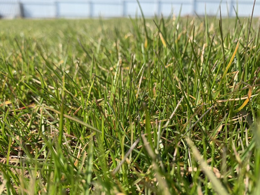 Рулонный газон мятлик