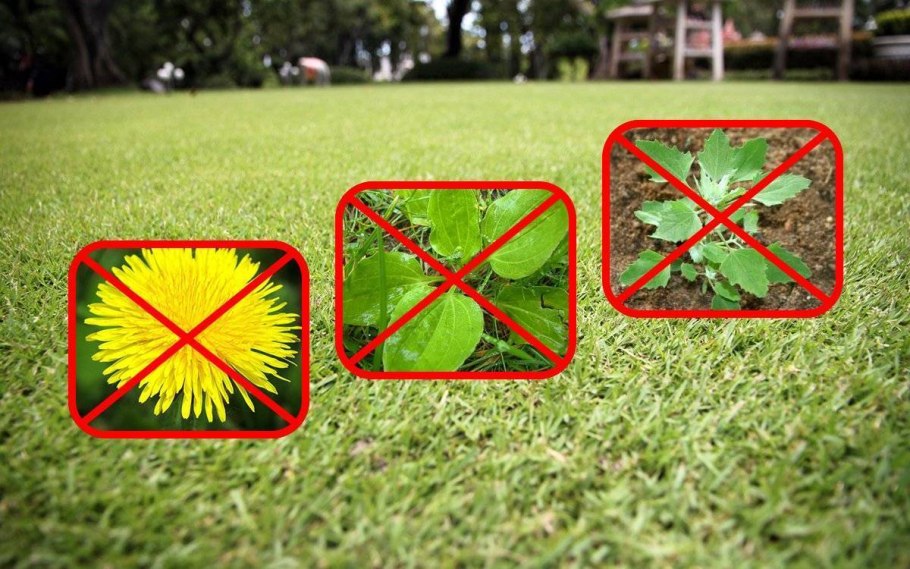 Борьба с сорняками