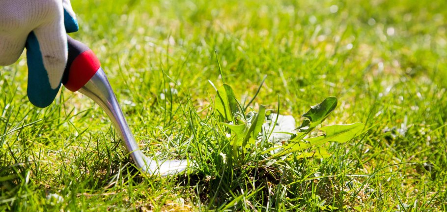 Лонтрел 300 гербицид