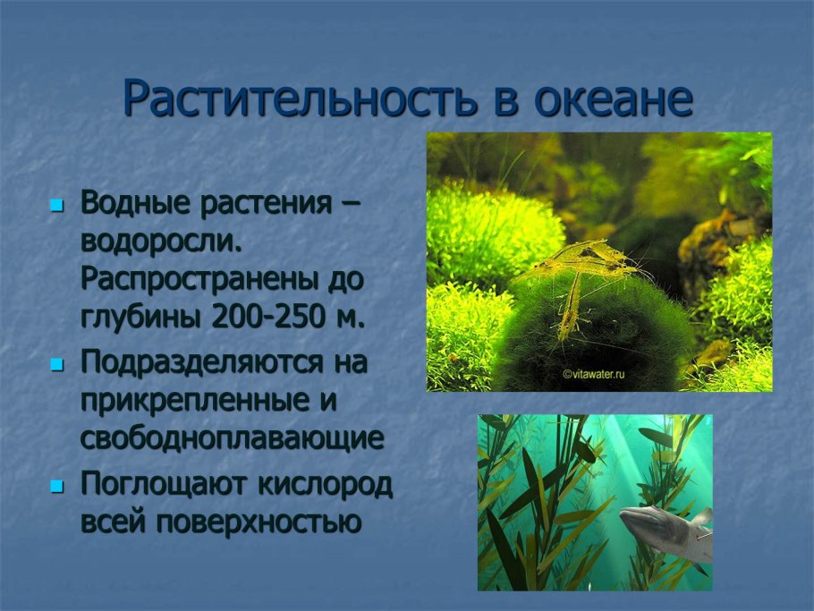 Фукоидан водоросли