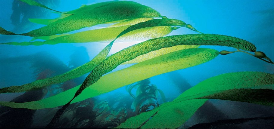 Каулерпа (Caulerpa serrulata