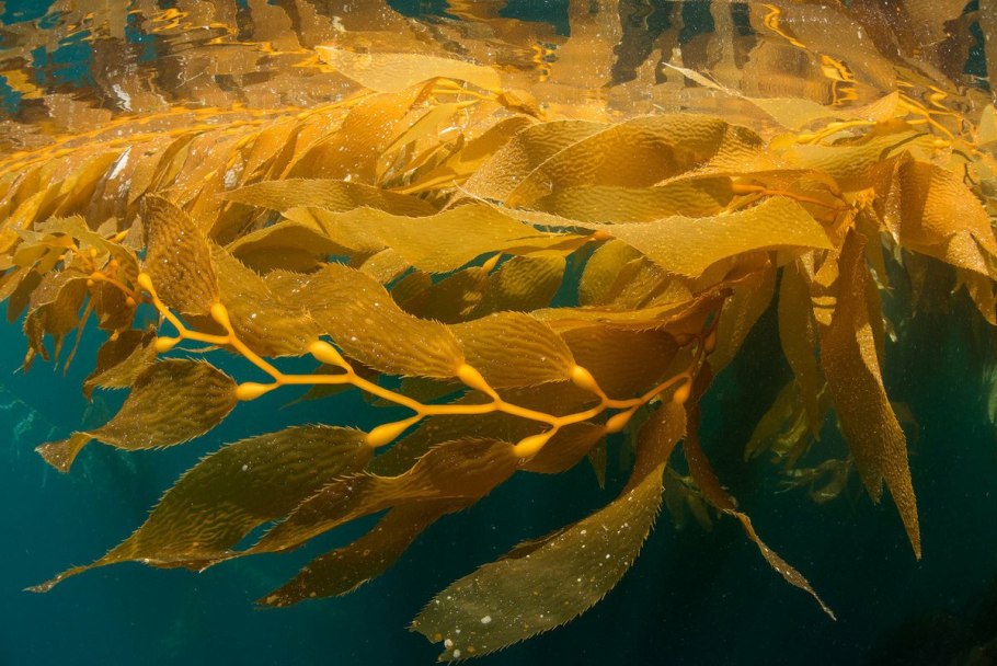Водоросль спирулина в море