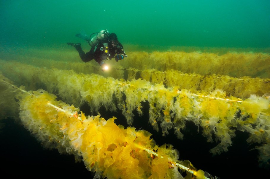 Бациллариофициевые водоросли Средиземное море