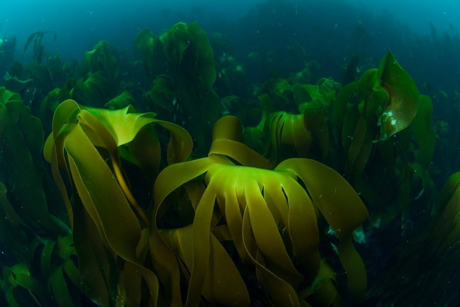 Морские водоросли ламинария