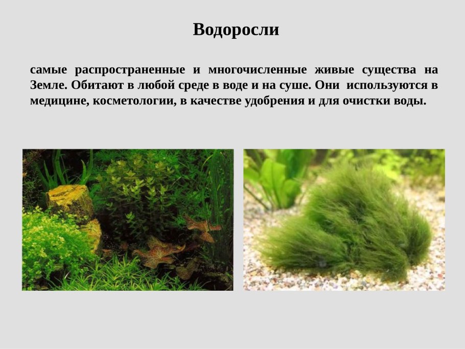 Речные водоросли съедобные