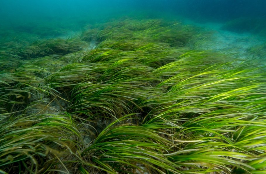 Самые распространенные водорост