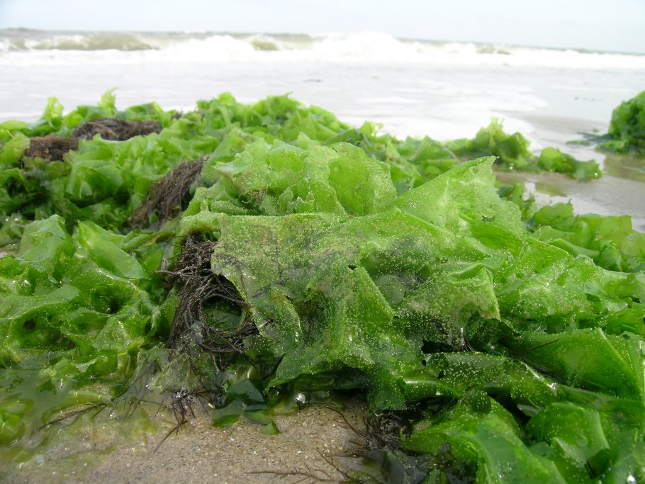 Гель из морских бурых водорослей