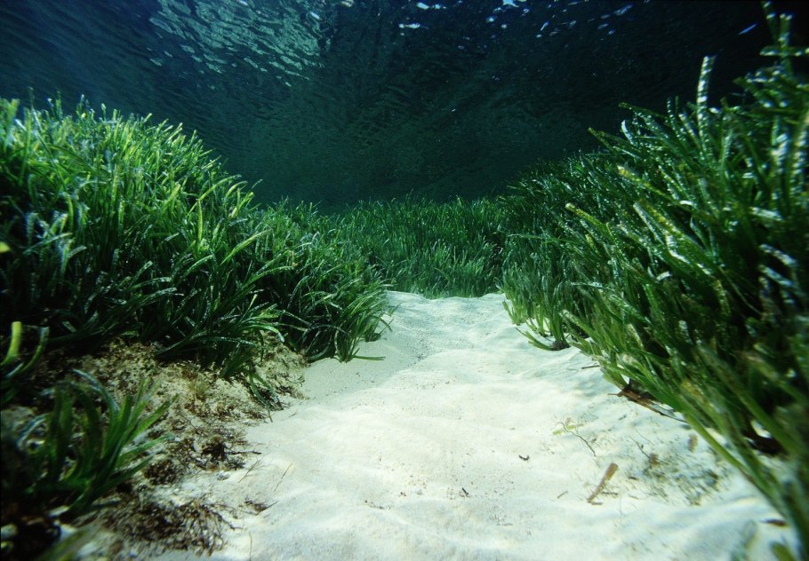 Водоросли келп ламинариевые