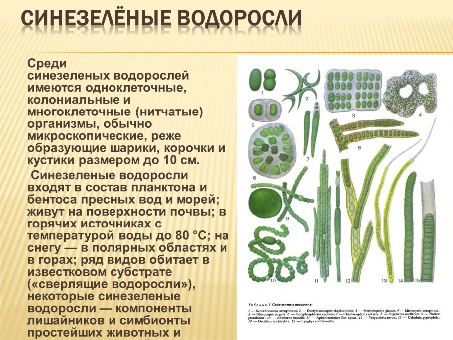 Arthrospira водоросли