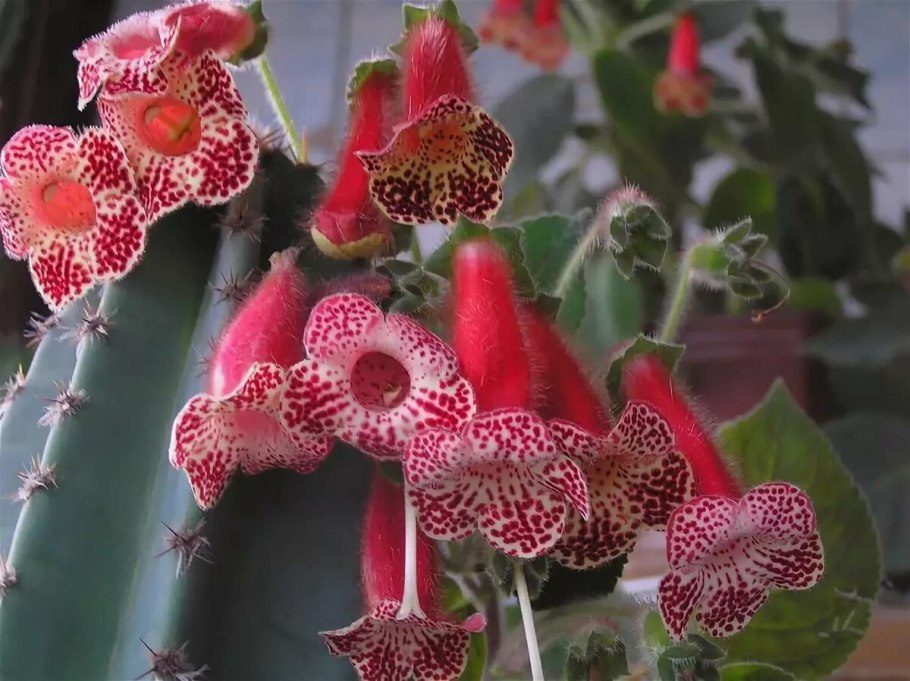 Kohleria bogotensis