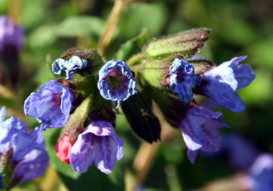 Медуница (Pulmonaria) сем. Бурачниковые растение цветок