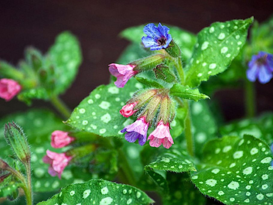 Медуница лекарственная Pulmonaria officinalis высушенная