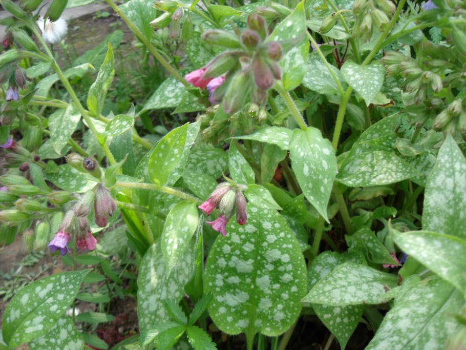 Медуница (Pulmonaria) опал