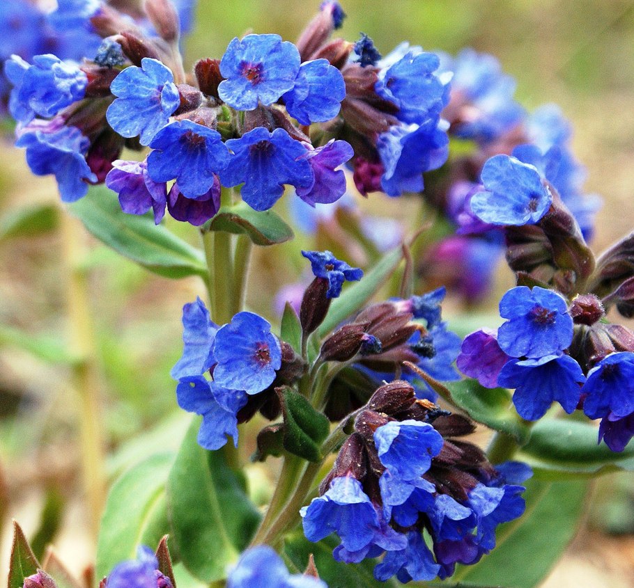 Медуница сахарная Pulmonaria saccharata