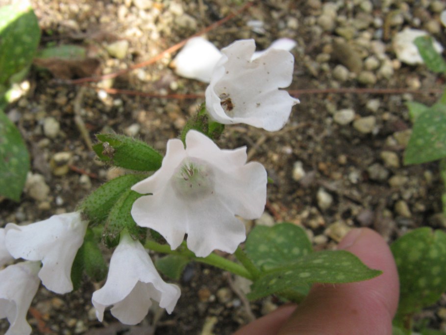 Pulmonaria Sissinghurst White