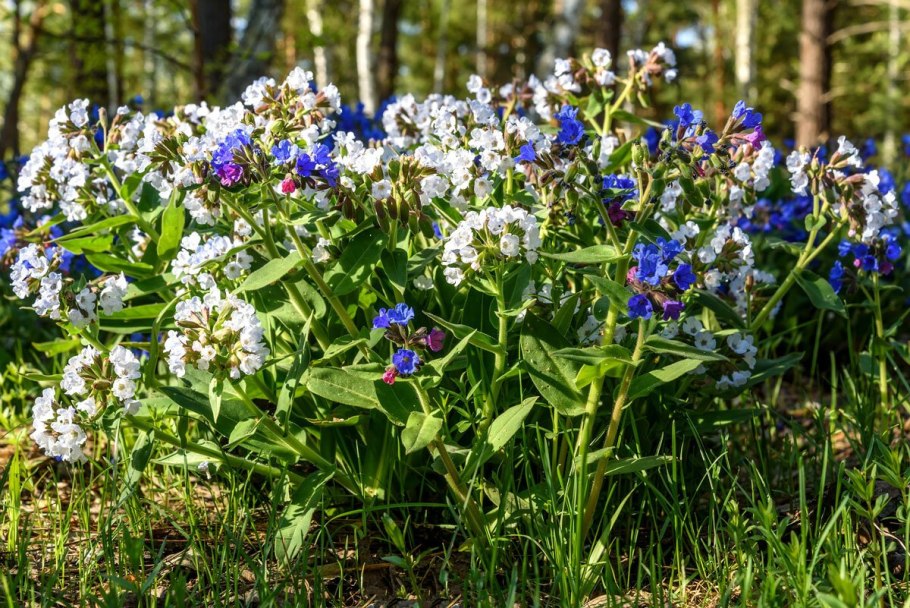 Медуница длиннолистная