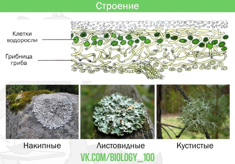 Внутреннее строение лишайника