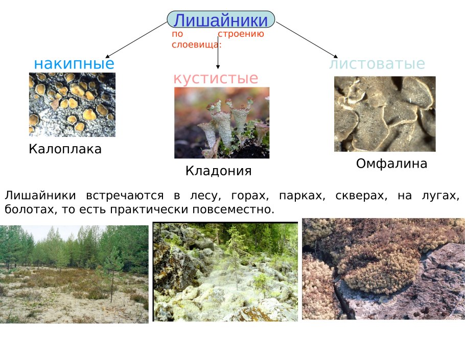 Эпифитные лишайники