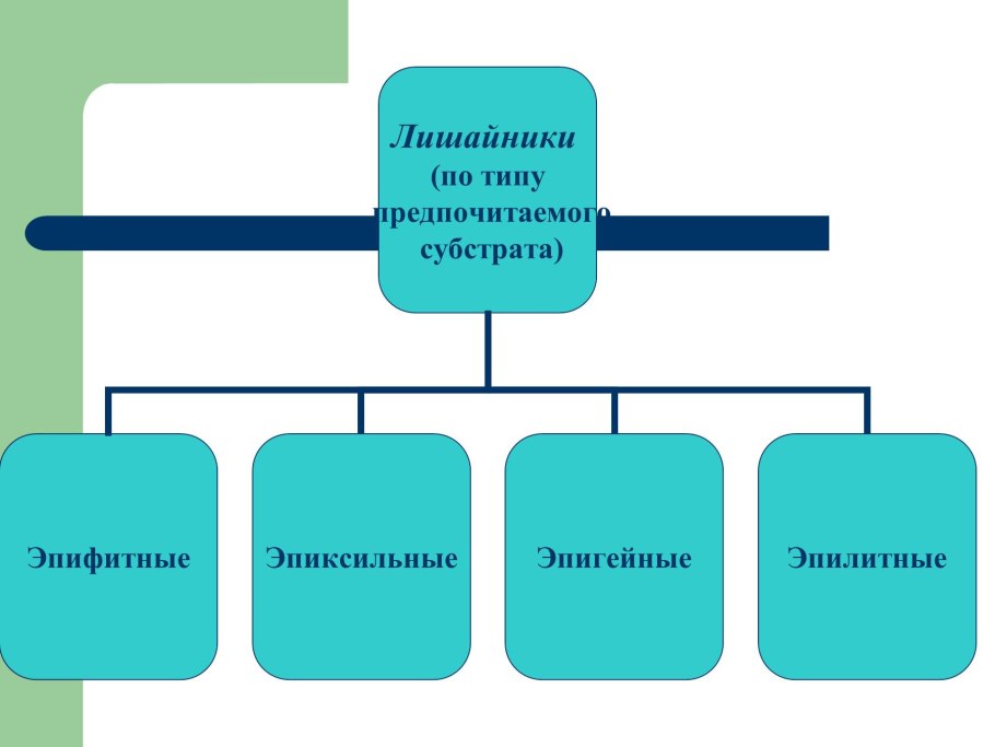 Базидиальные лишайники консорциум зеленый