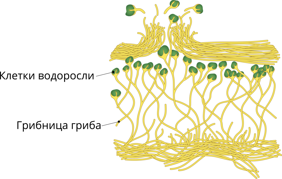Лишайники 5 класс биология