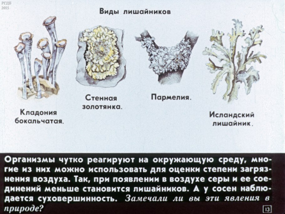 Лишайники Нижегородской области