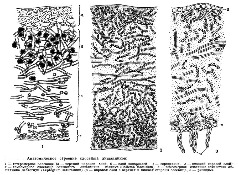 Атлас-определитель от земли до неба лишайники 4 класс