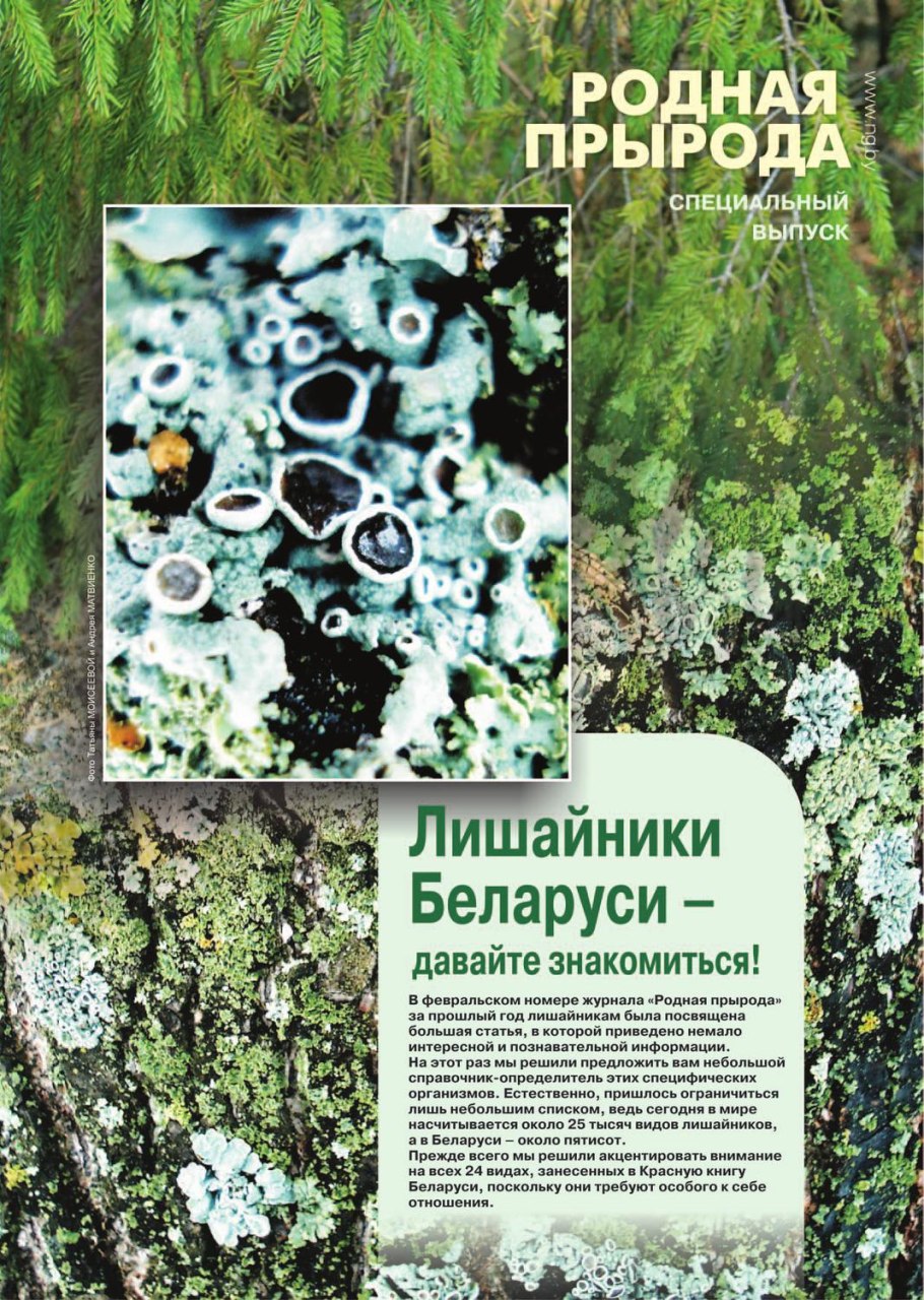 Строение лишайника