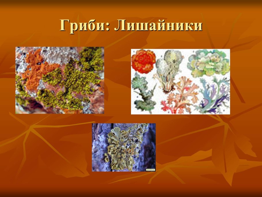Накипной лишайники это 6 класс