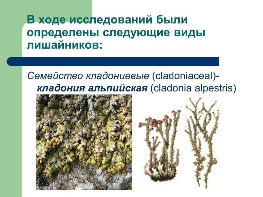 Листоватые лишайники презентация