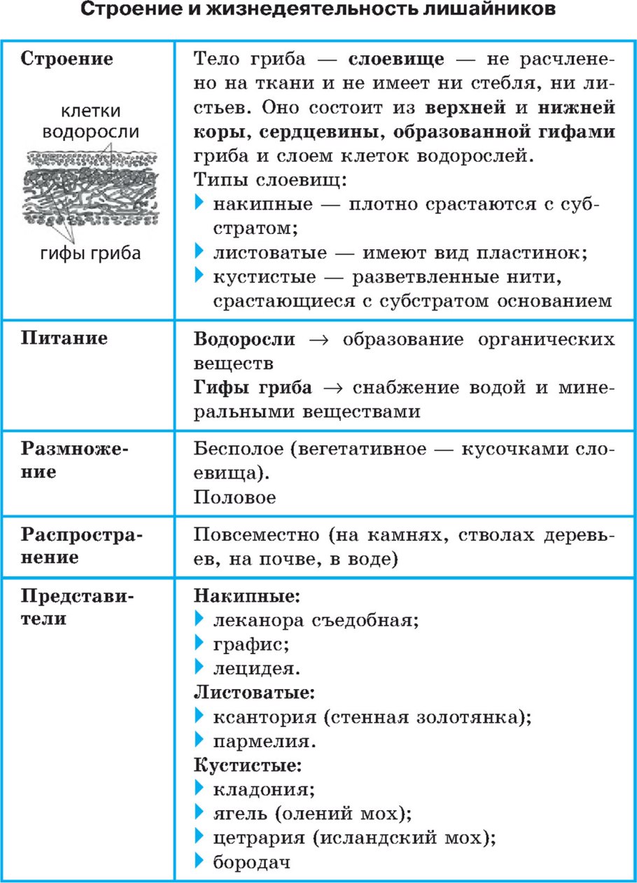 Царство грибы особенности строения