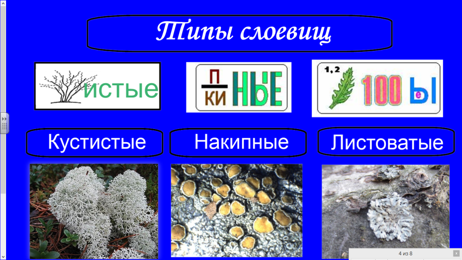 Анатомическое строение слоевища лишайников