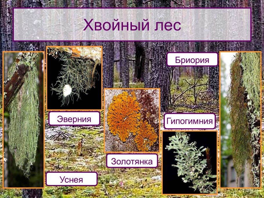 Мох кладония