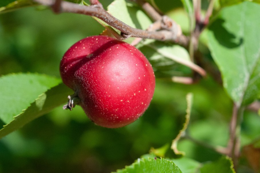 Яблоня Malus pumila