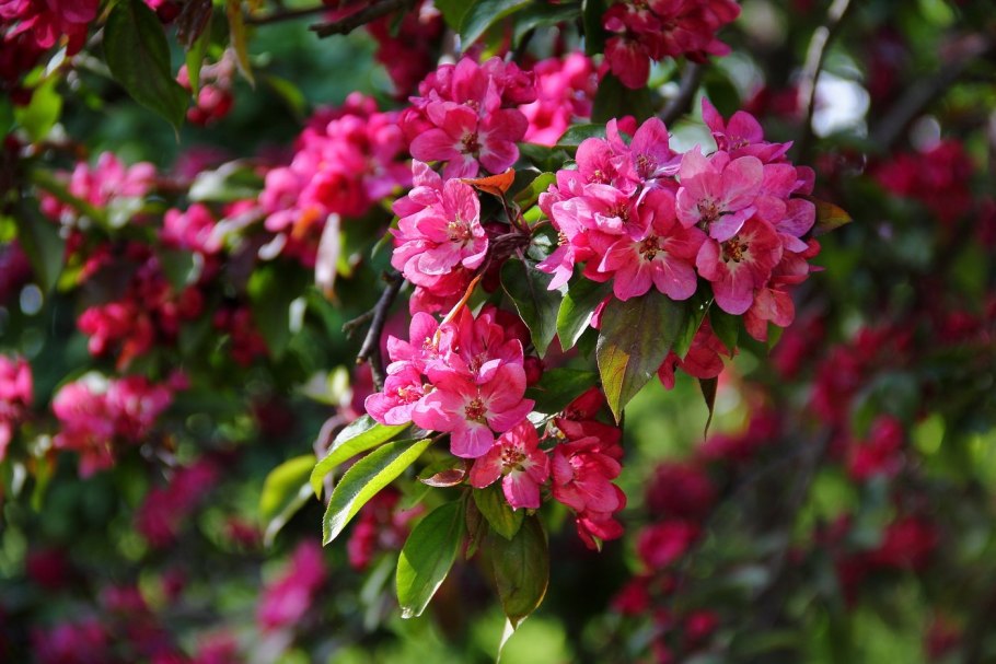 Яблоня Neville Copeman