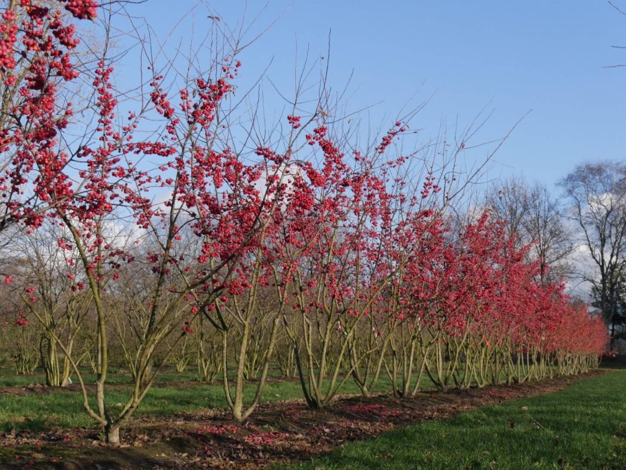 Яблоня малус ред Сентинел