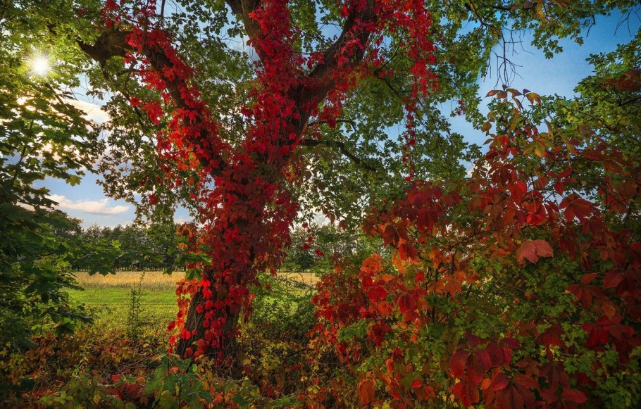 Девичий виноград Дальневосточный заповедник